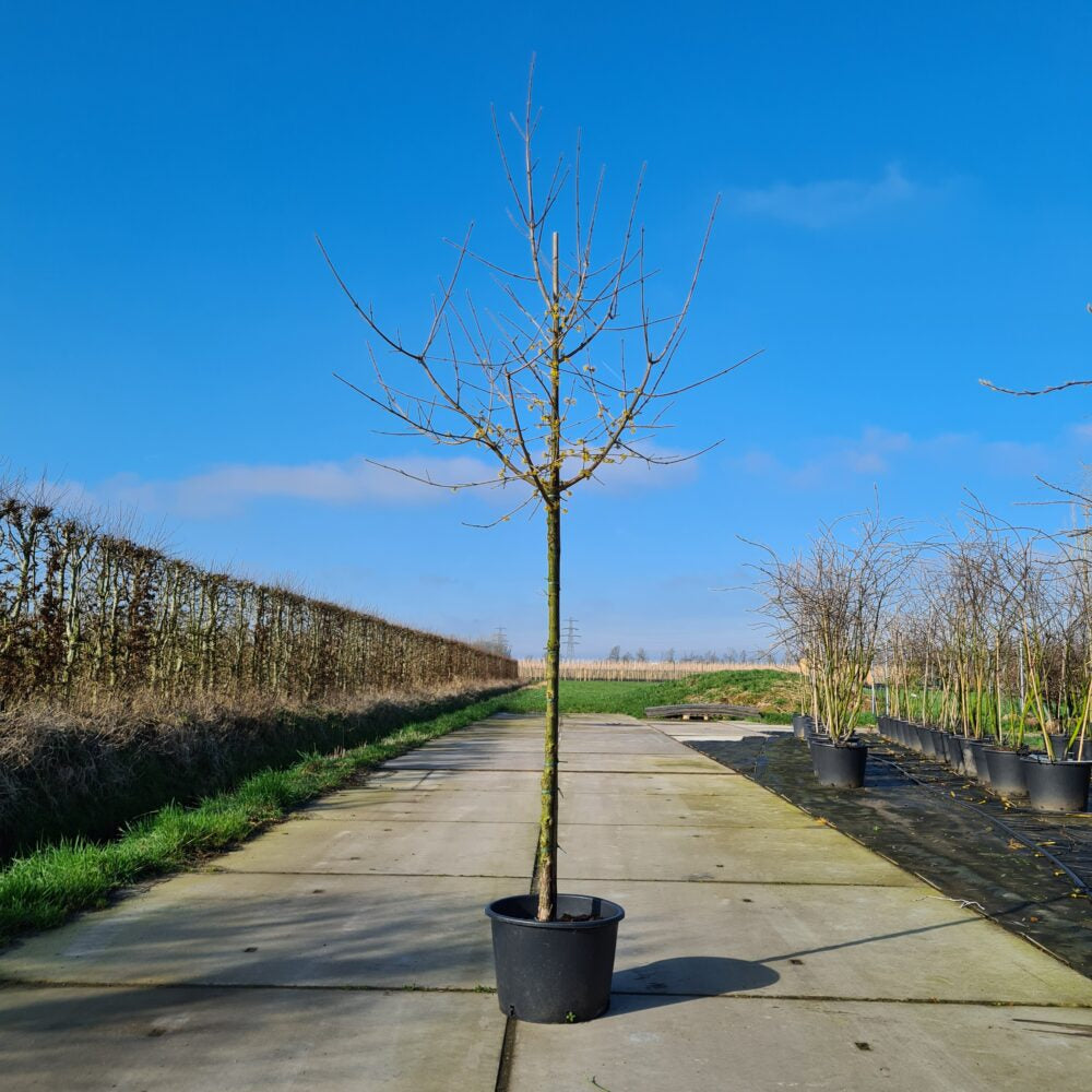 Gele kornoelje boom (Cornus mas)