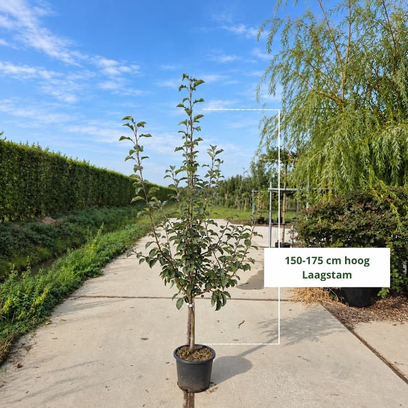Perenboom Pyrus Gieser Wildeman