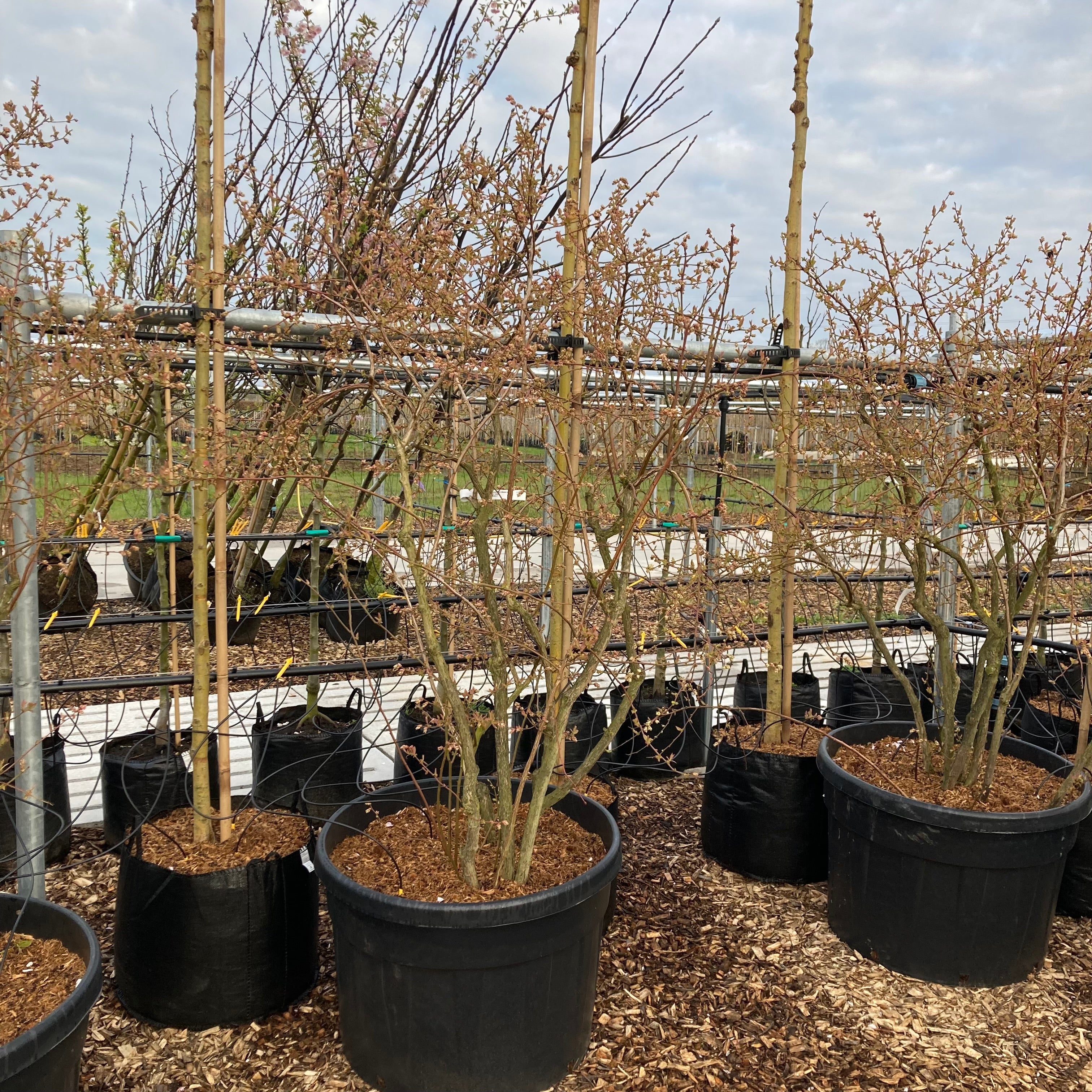 Blauwe bessen struik (Blauwe bosbes)