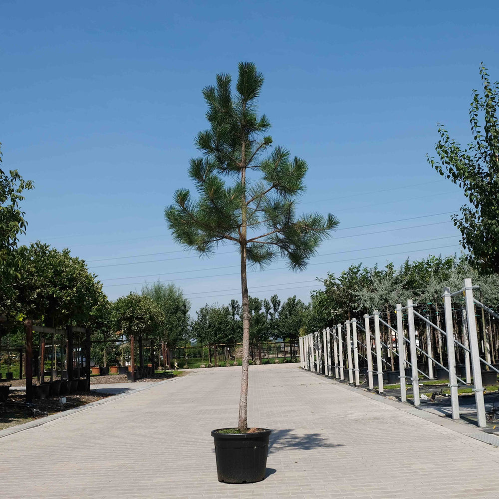 Pinus boom (Pinus sylvestris)