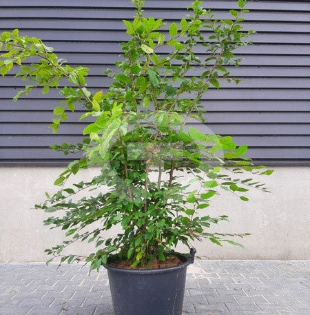 Haagbeuk meerstammig natuurlijke groeivorm