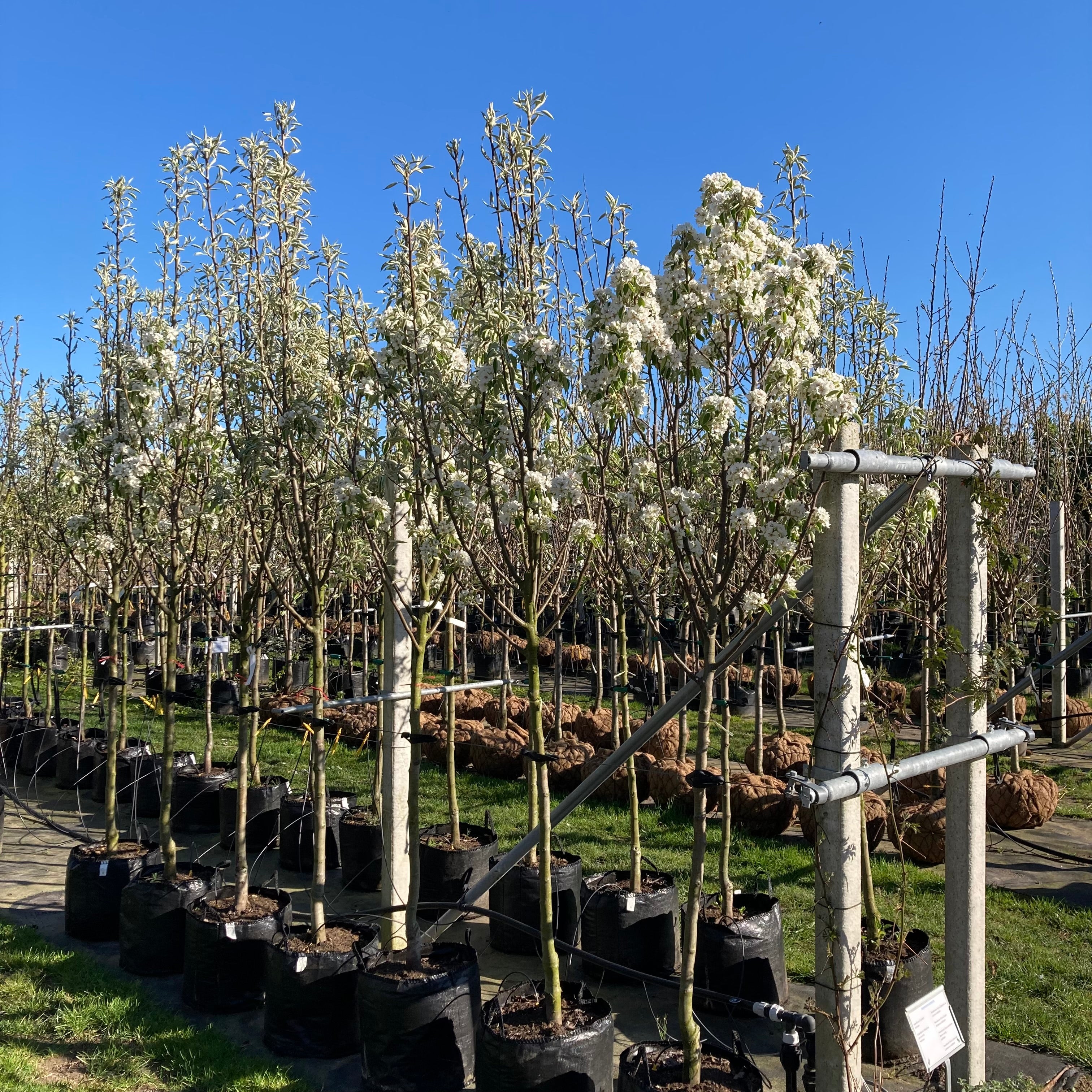 Perenboom Pyrus Gieser Wildeman