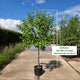 Volwassen pruimenboom Opal- 6-8 jaar oud