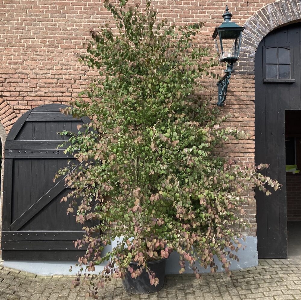 Hartjesboom meerstammig (Cercidiphyllum japonicum)