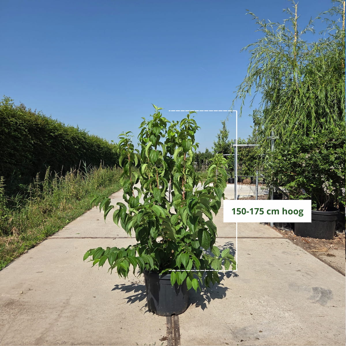 Zevenzonenboom meerstammig (Heptacodium miconoides)