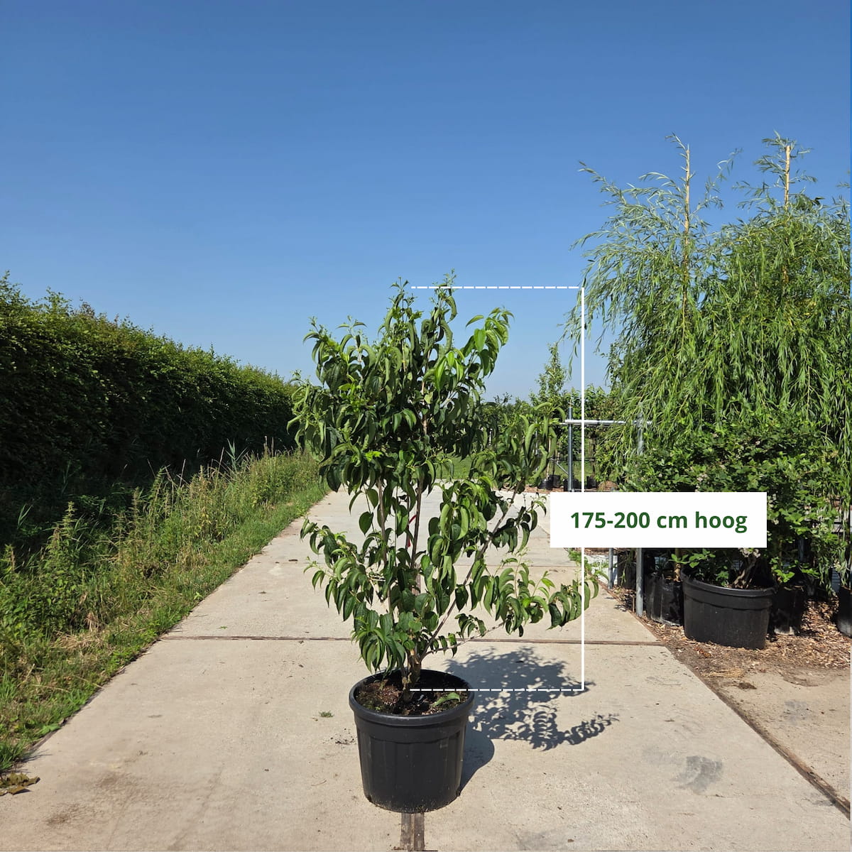Zevenzonenboom meerstammig (Heptacodium miconoides)