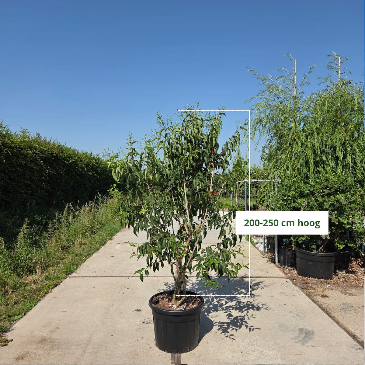 Zevenzonenboom meerstammig (Heptacodium miconoides)