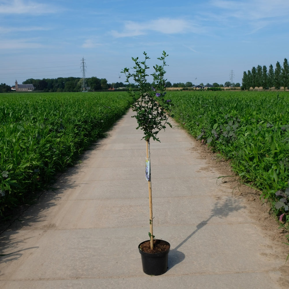 Hibiscus Marina op stam (Blauw)
