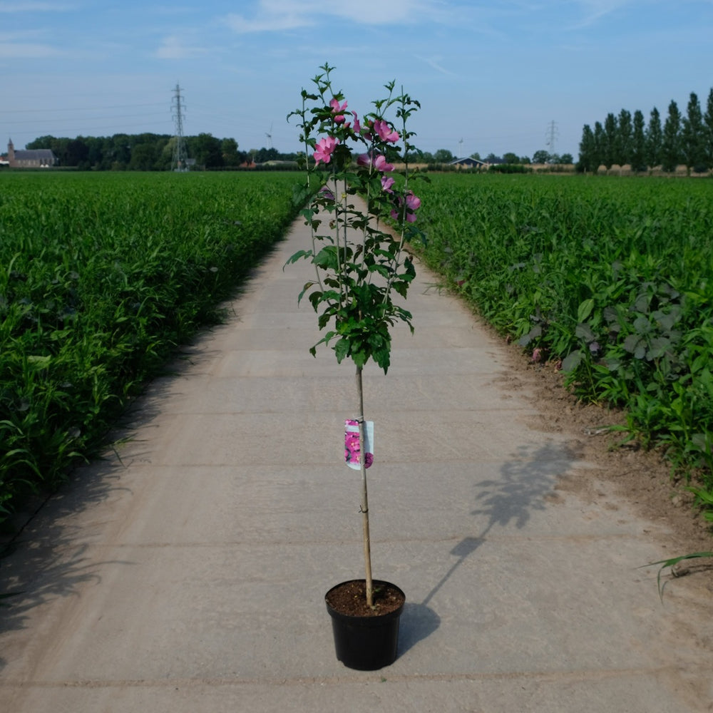 Hibiscus Woodbridge op stam (Roze)