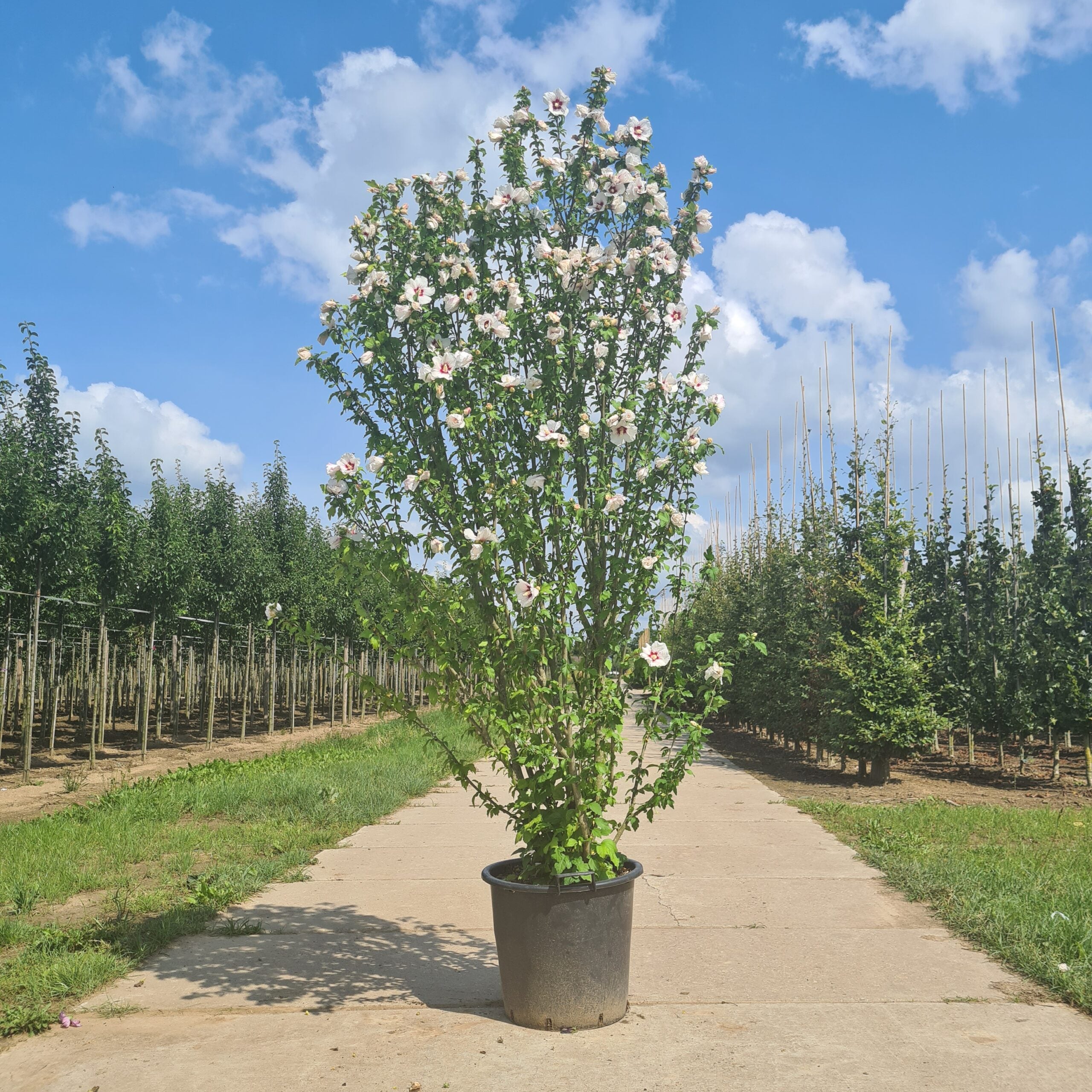 Hibiscus struik (Hibiscus Red Heart)