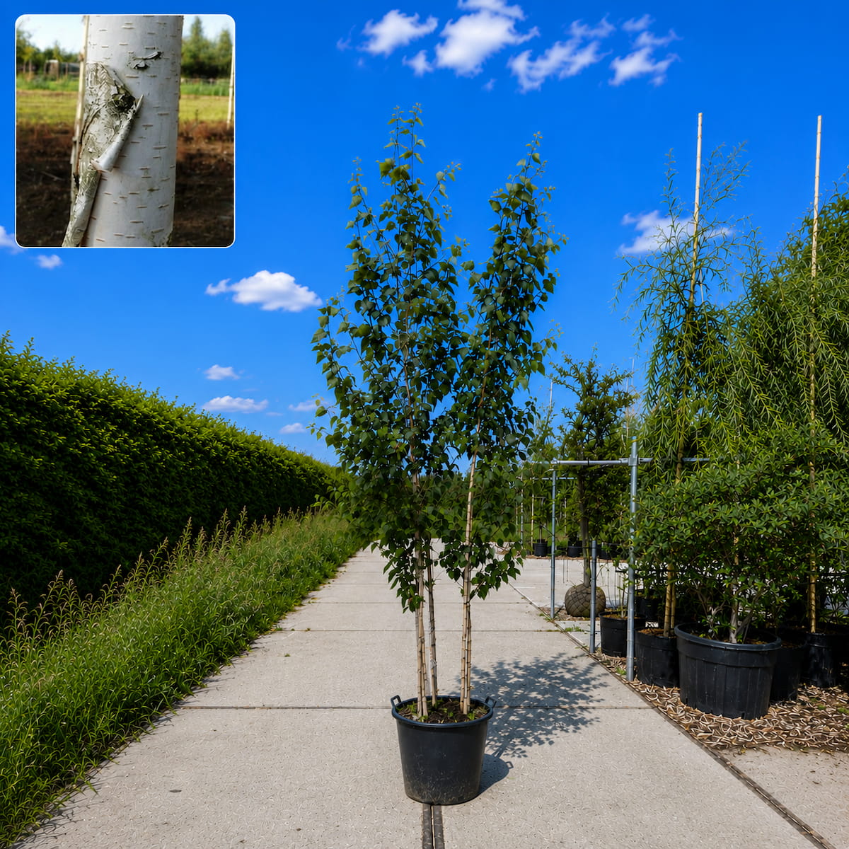 Himalaya berk meerstammig (Betula utulis Jacquimontii)