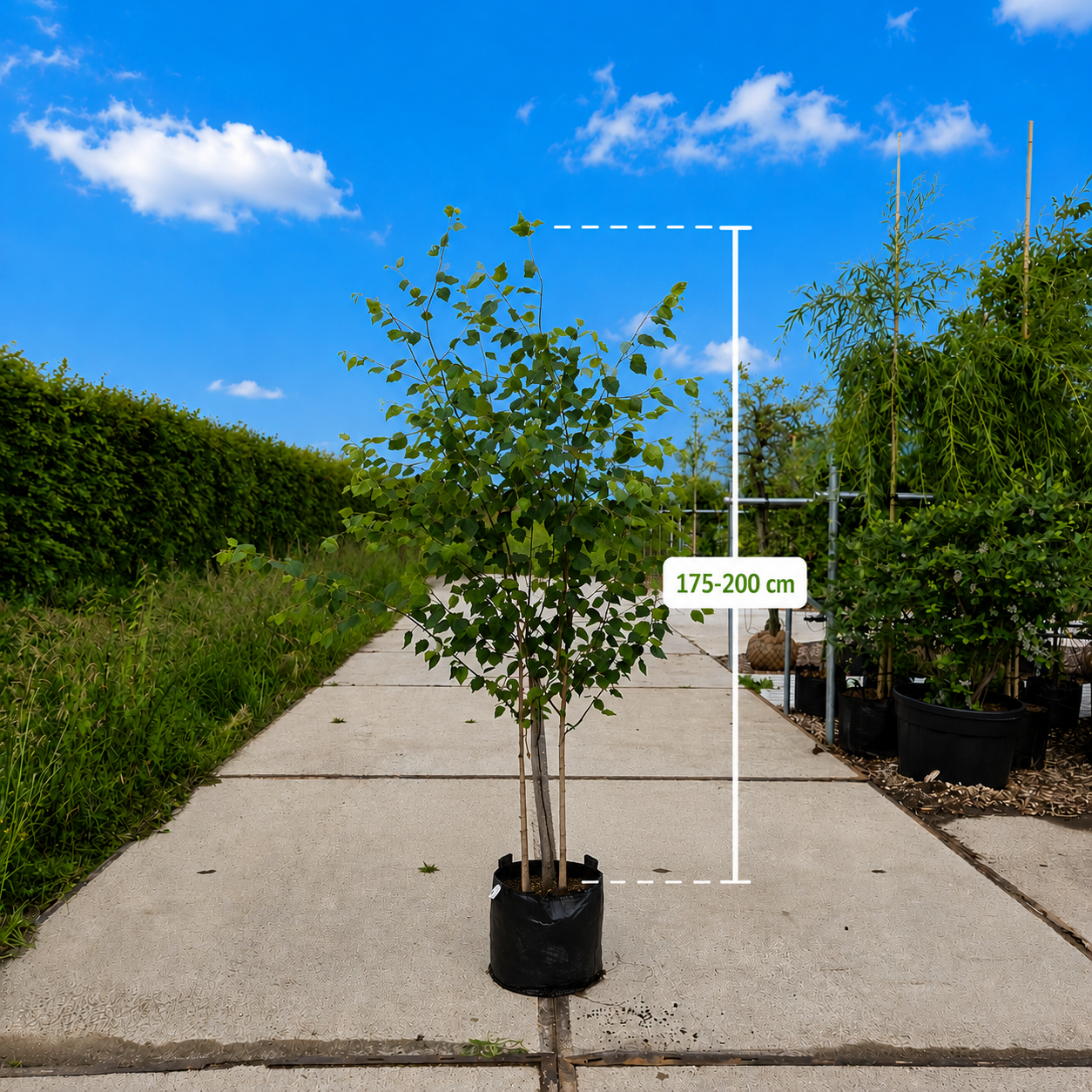 Himalaya berk meerstammig (Betula utulis Jacquimontii)