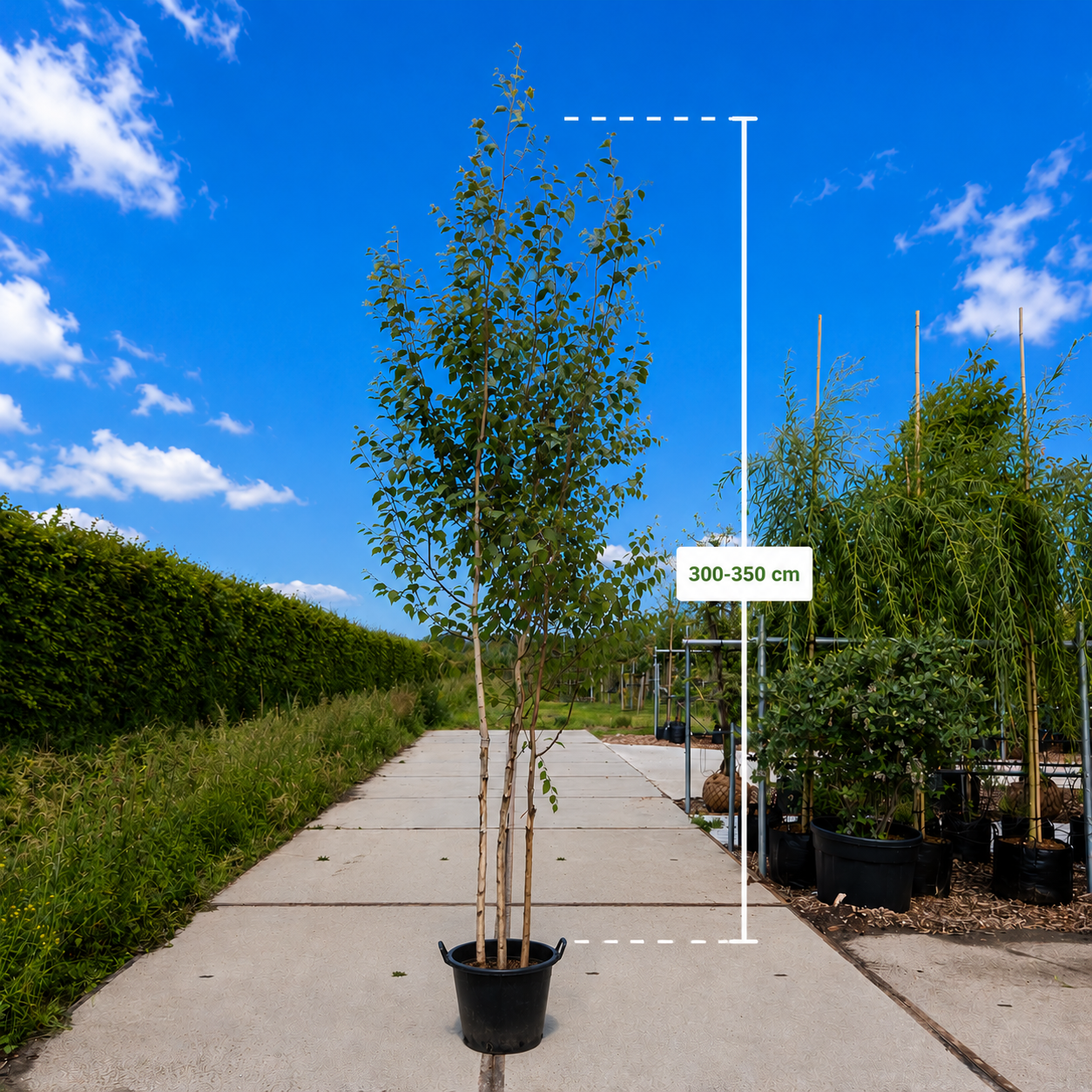 Himalaya berk meerstammig (Betula utulis Jacquimontii)