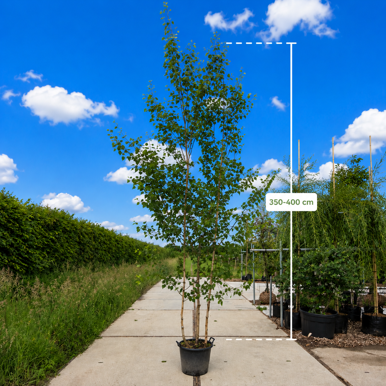 Himalaya berk meerstammig (Betula utulis Jacquimontii)