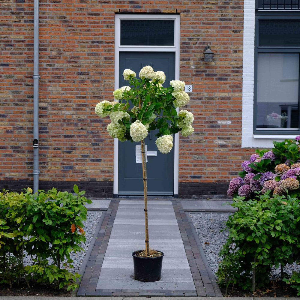Pluimhortensia op stam (Hydrangea paniculata LimeLight)