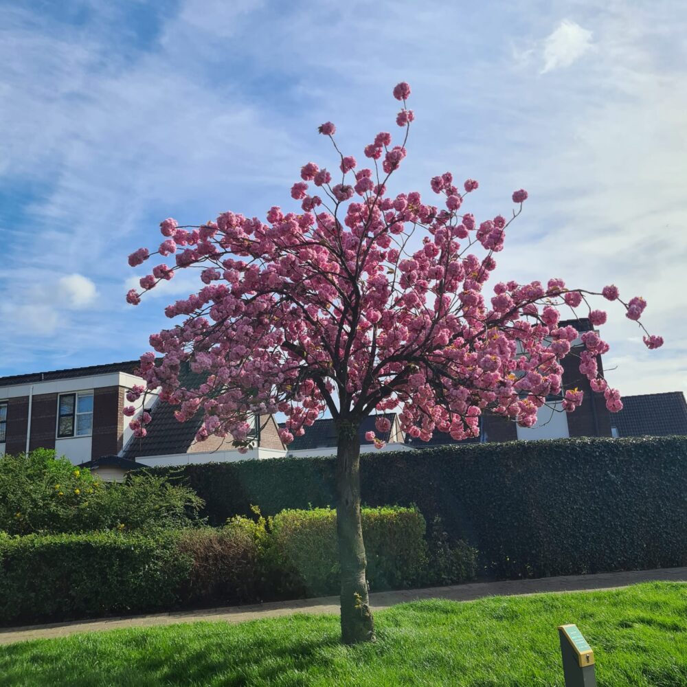 Prunus serrulata Kanzan
