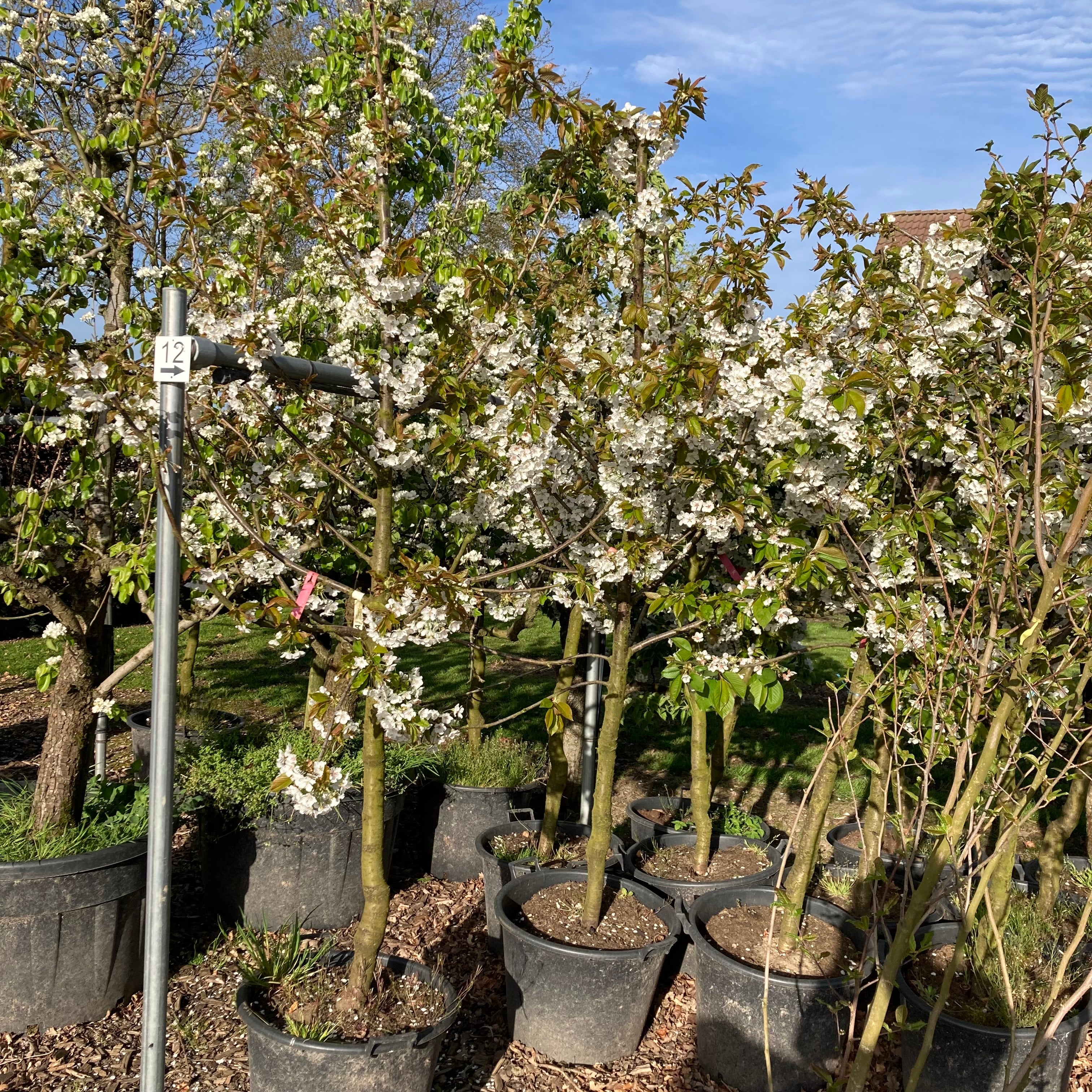 Kersenboom Prunus Regina (zoet)
