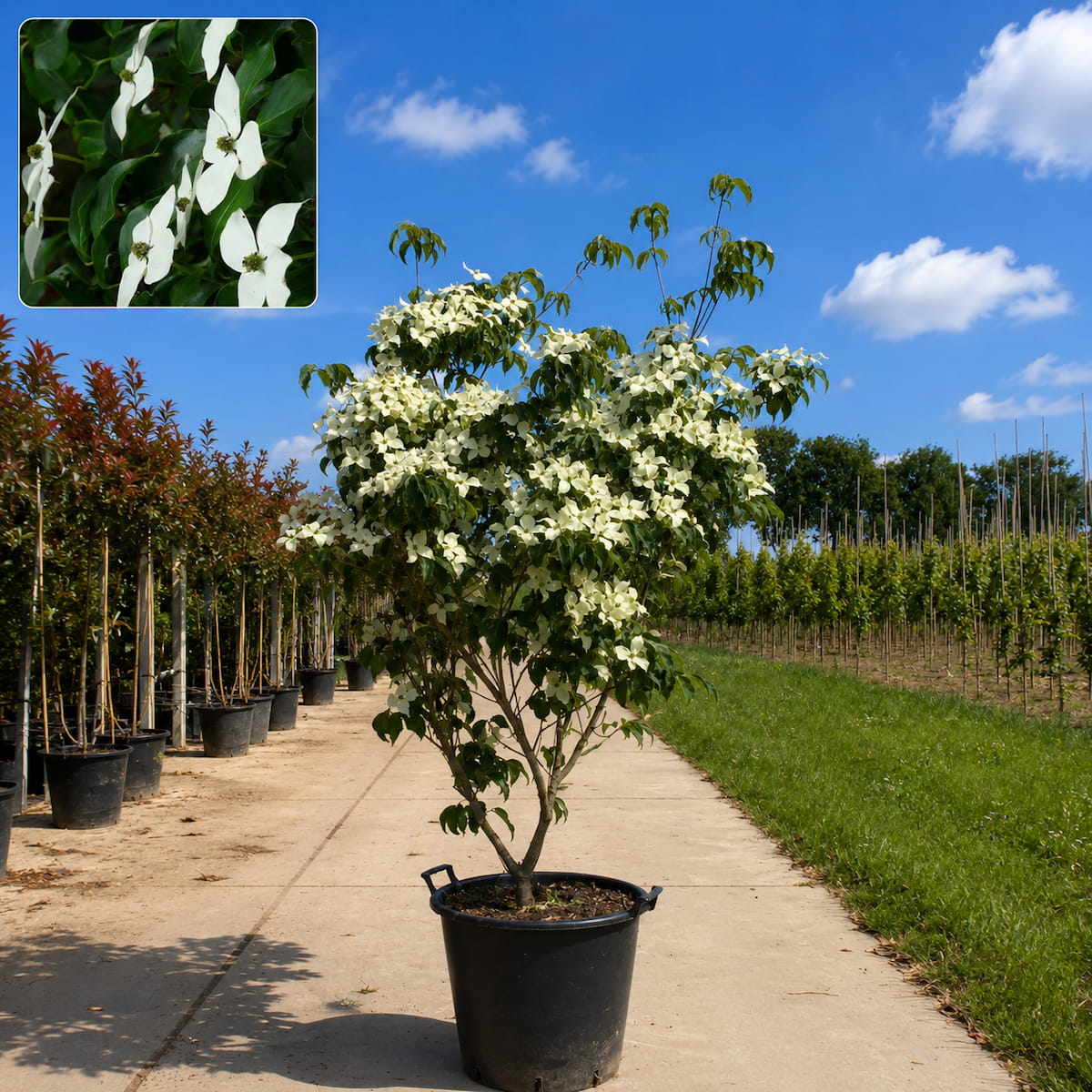 Japanse kornoelje (Cornus kousa Chinensis)