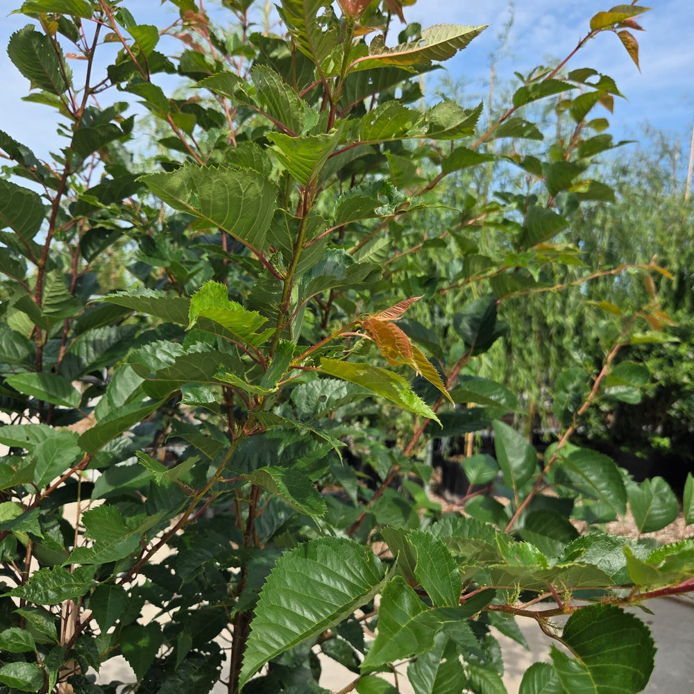 Japanse sierkers (Prunus sargentii)