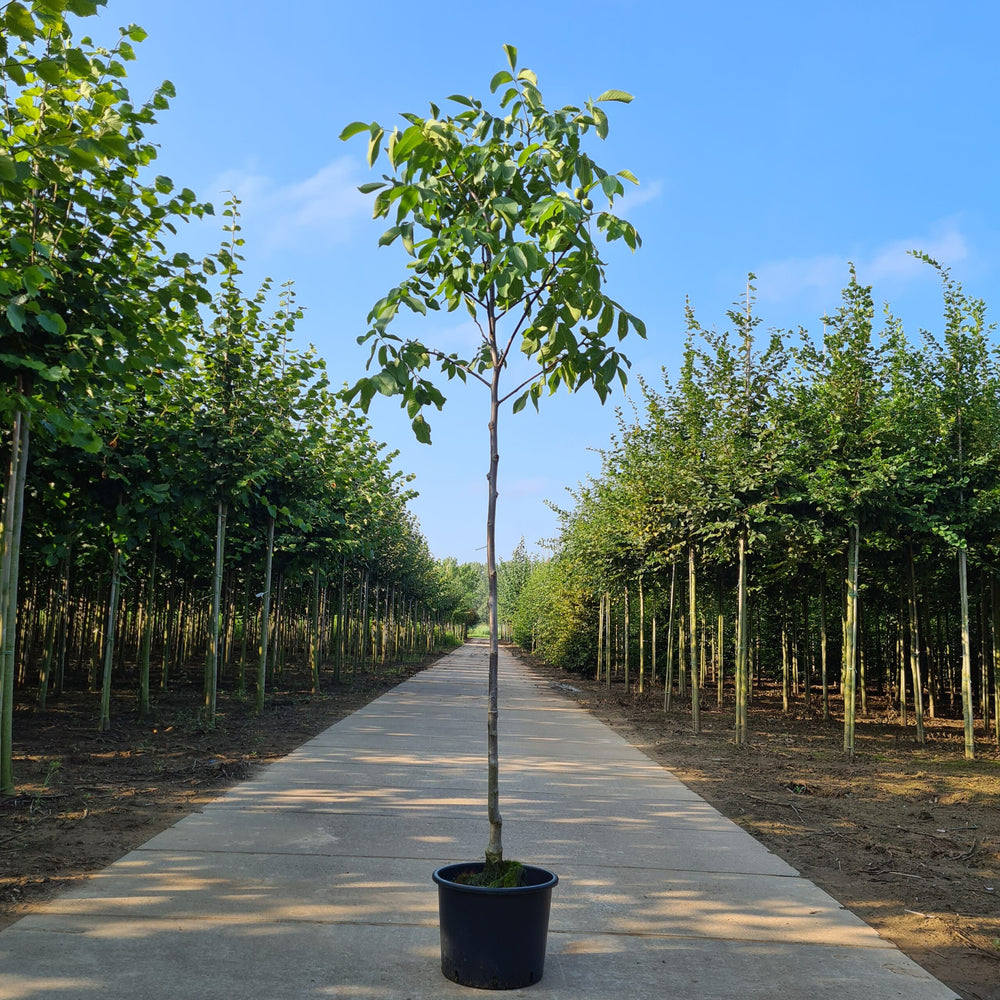 Juglans Regia Broadview
