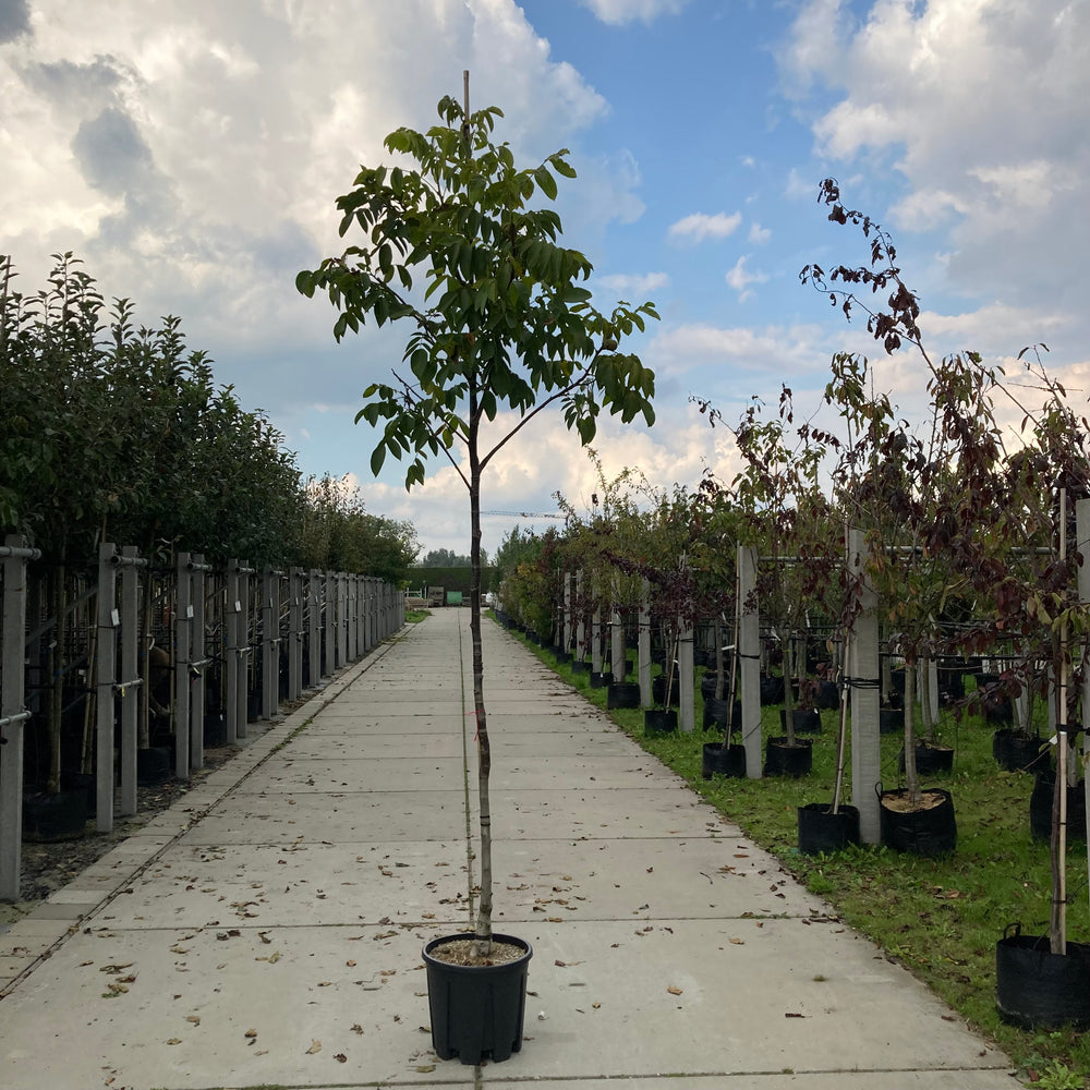 Walnotenboom (Juglans ‘Bella Maria’)