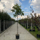 Walnotenboom (Juglans ‘Bella Maria’)