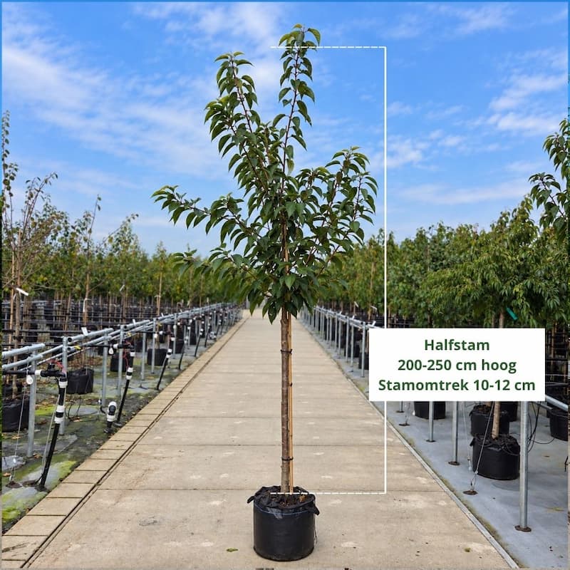 Japanse sierkers (Prunus serrulata Kanzan)