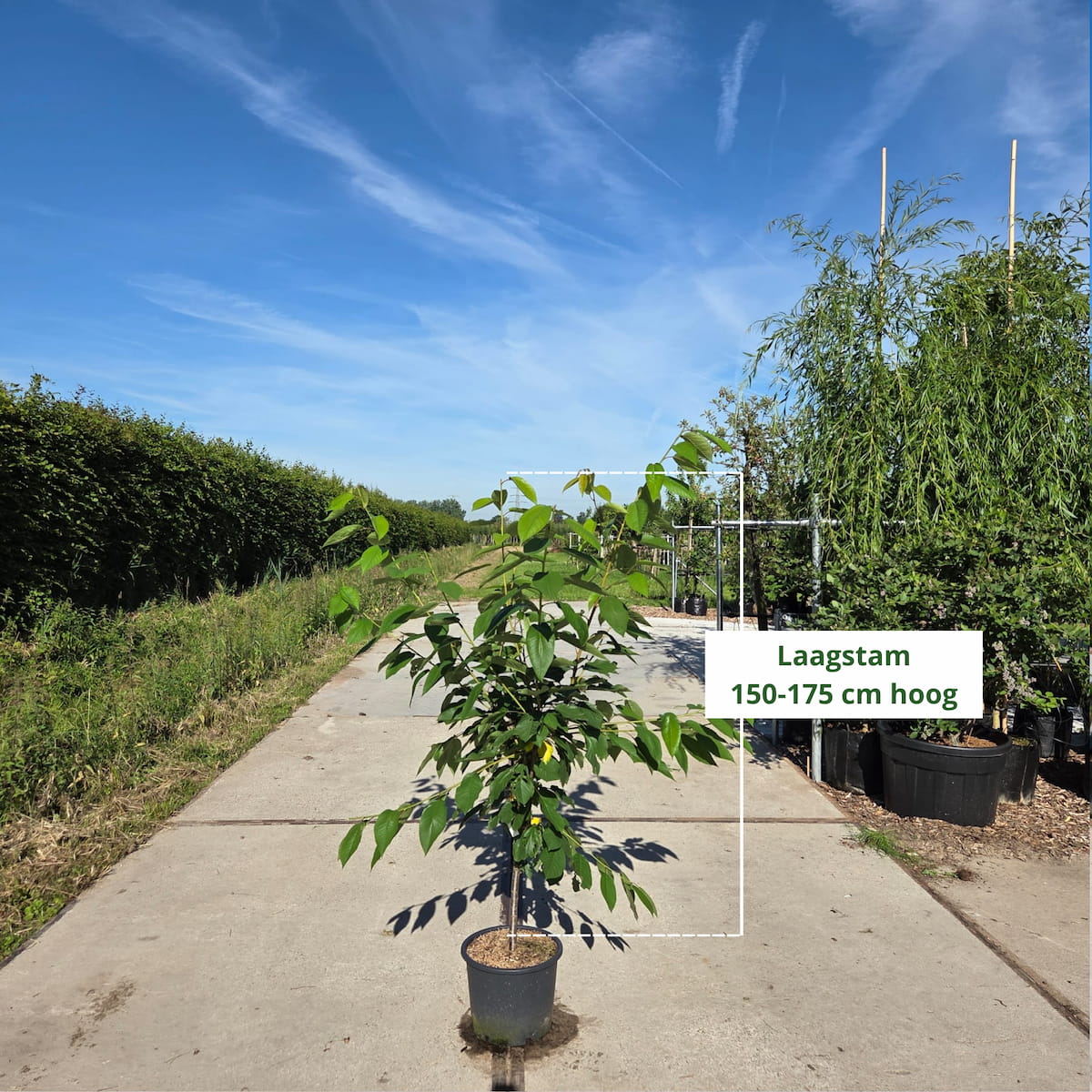Kersenboom Prunus Kordia (zoet)
