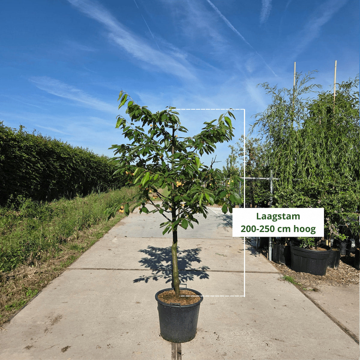 Kersenboom Prunus Kordia (zoet)