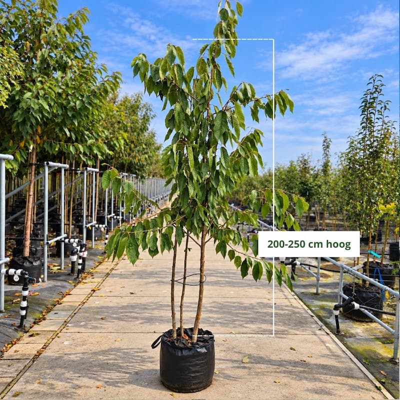 Kersenboom Prunus Regina (zoet)