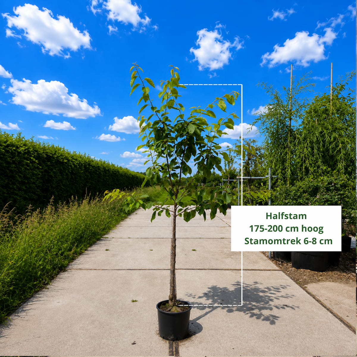 Kersenboom Prunus Bigarreau Burlat (zoet, vroege oogsttijd)