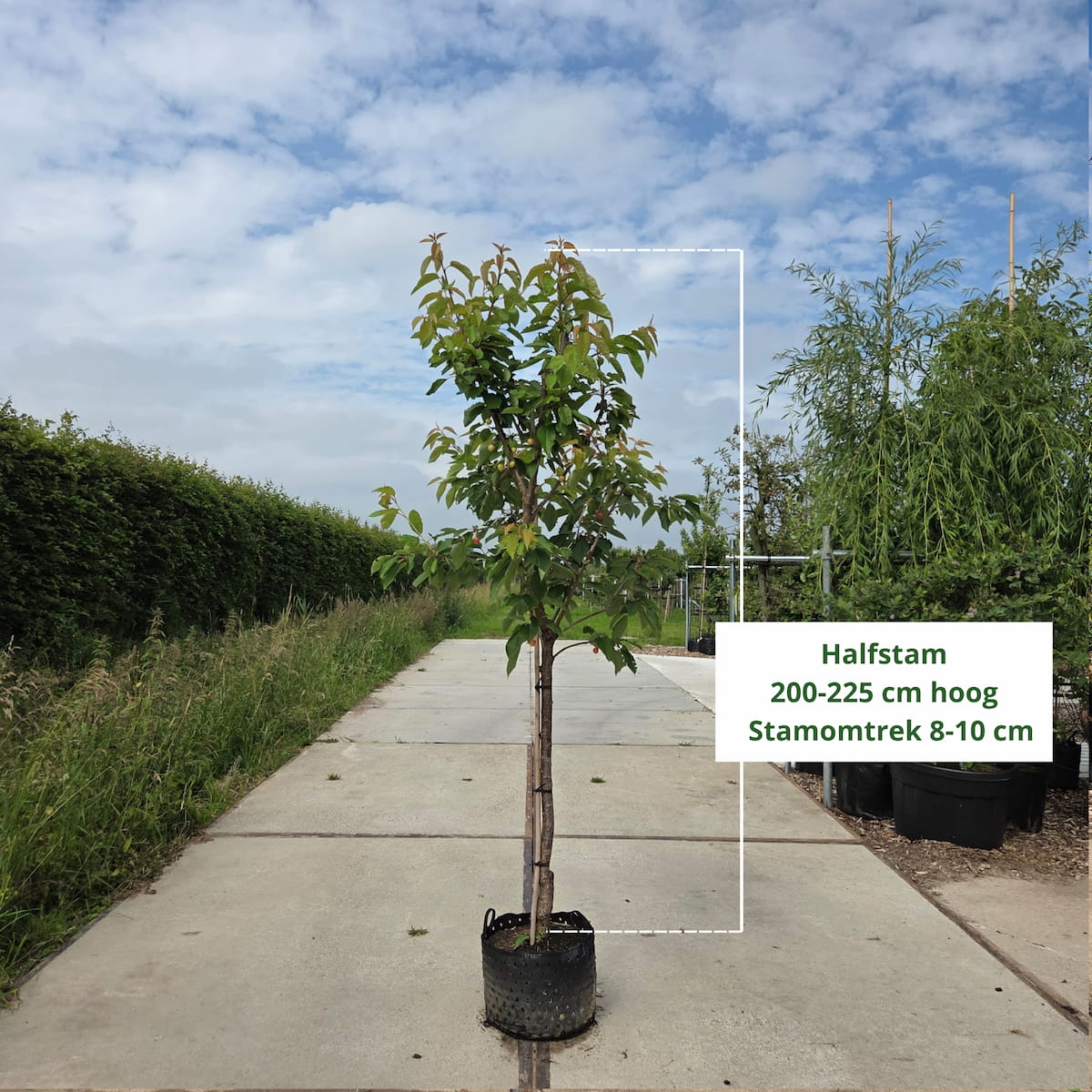 Kersenboom Prunus Regina (zoet)