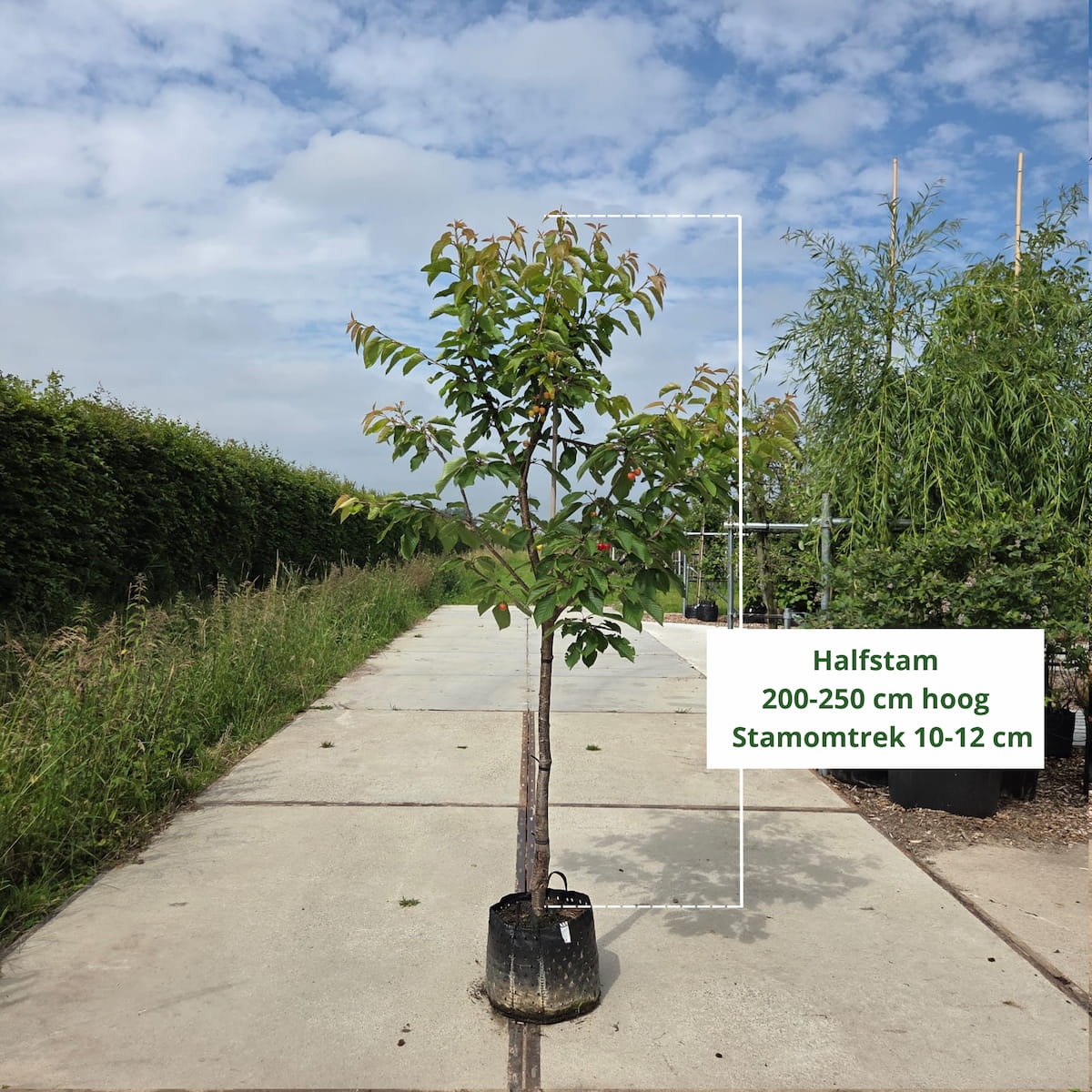 Kersenboom Prunus Bigarreau Burlat (zoet, vroege oogsttijd)