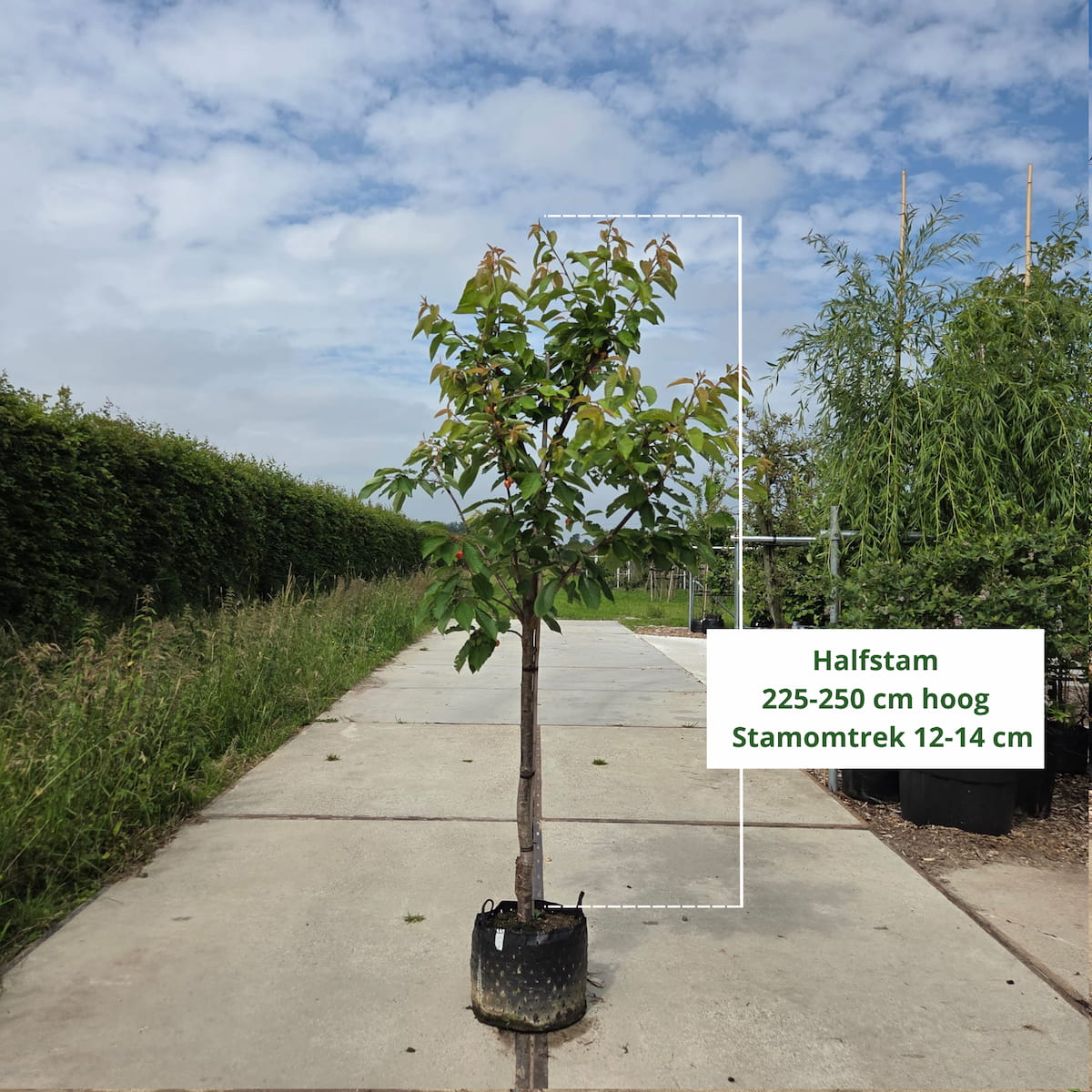 Kersenboom Prunus Bigarreau Burlat (zoet, vroege oogsttijd)