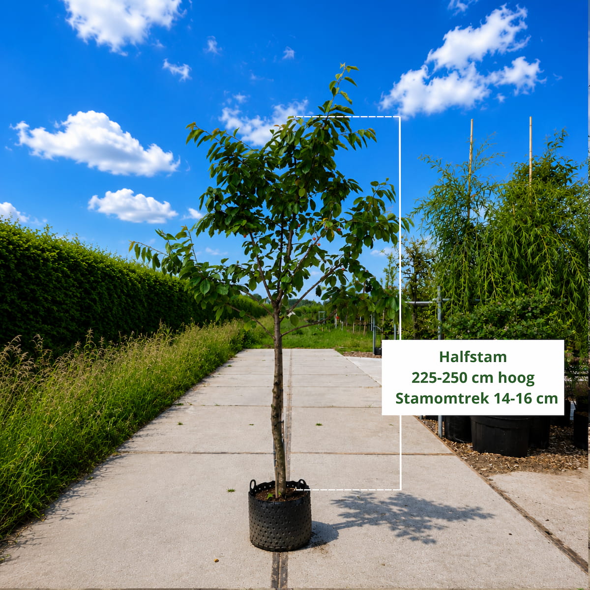 Kersenboom Prunus Bigarreau Burlat (zoet, vroege oogsttijd)