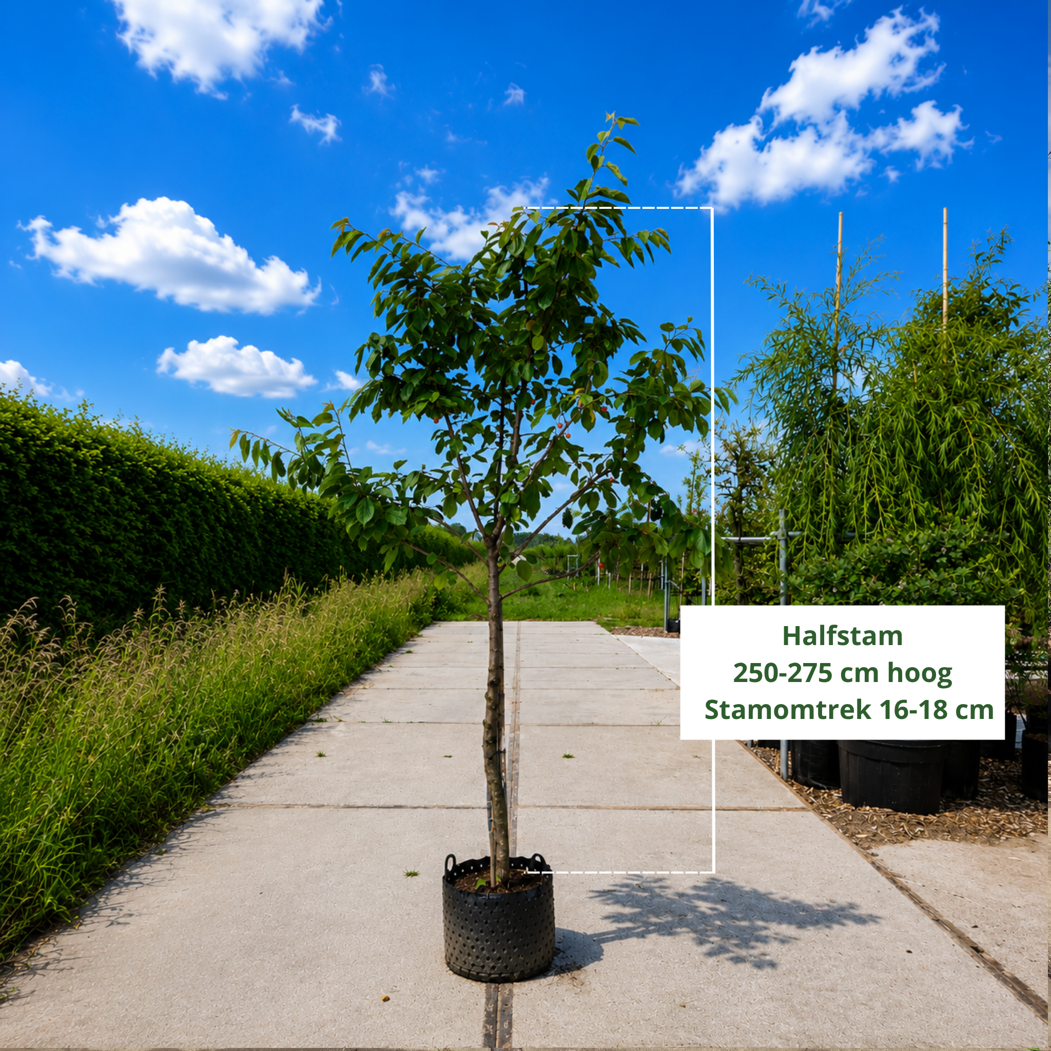 Kersenboom Prunus Regina (zoet)