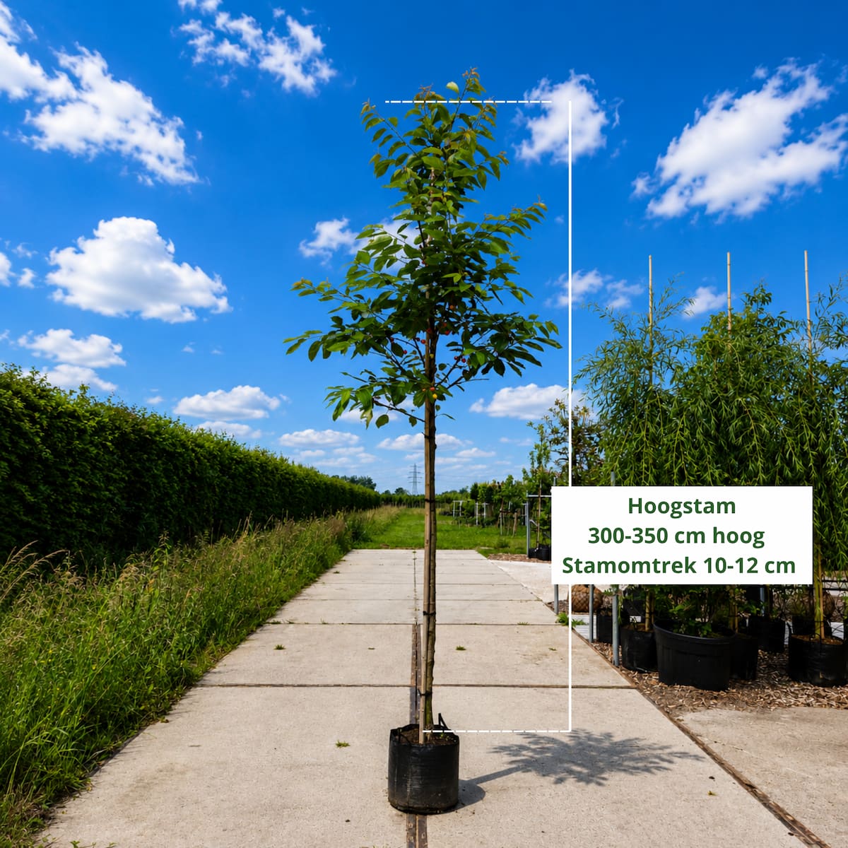 Kersenboom Prunus Bigarreau Burlat (zoet, vroege oogsttijd)