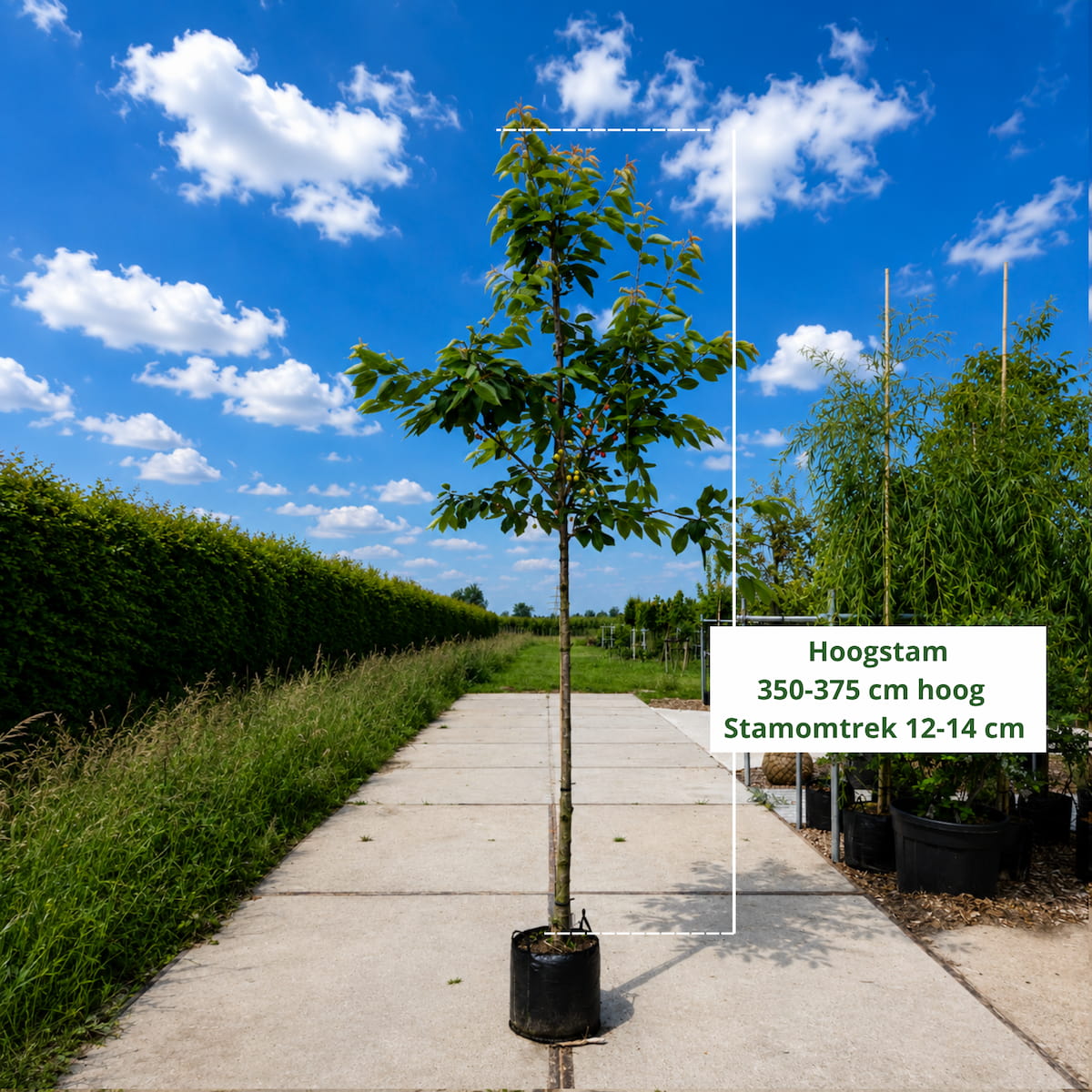 Kersenboom Prunus Bigarreau Burlat (zoet, vroege oogsttijd)