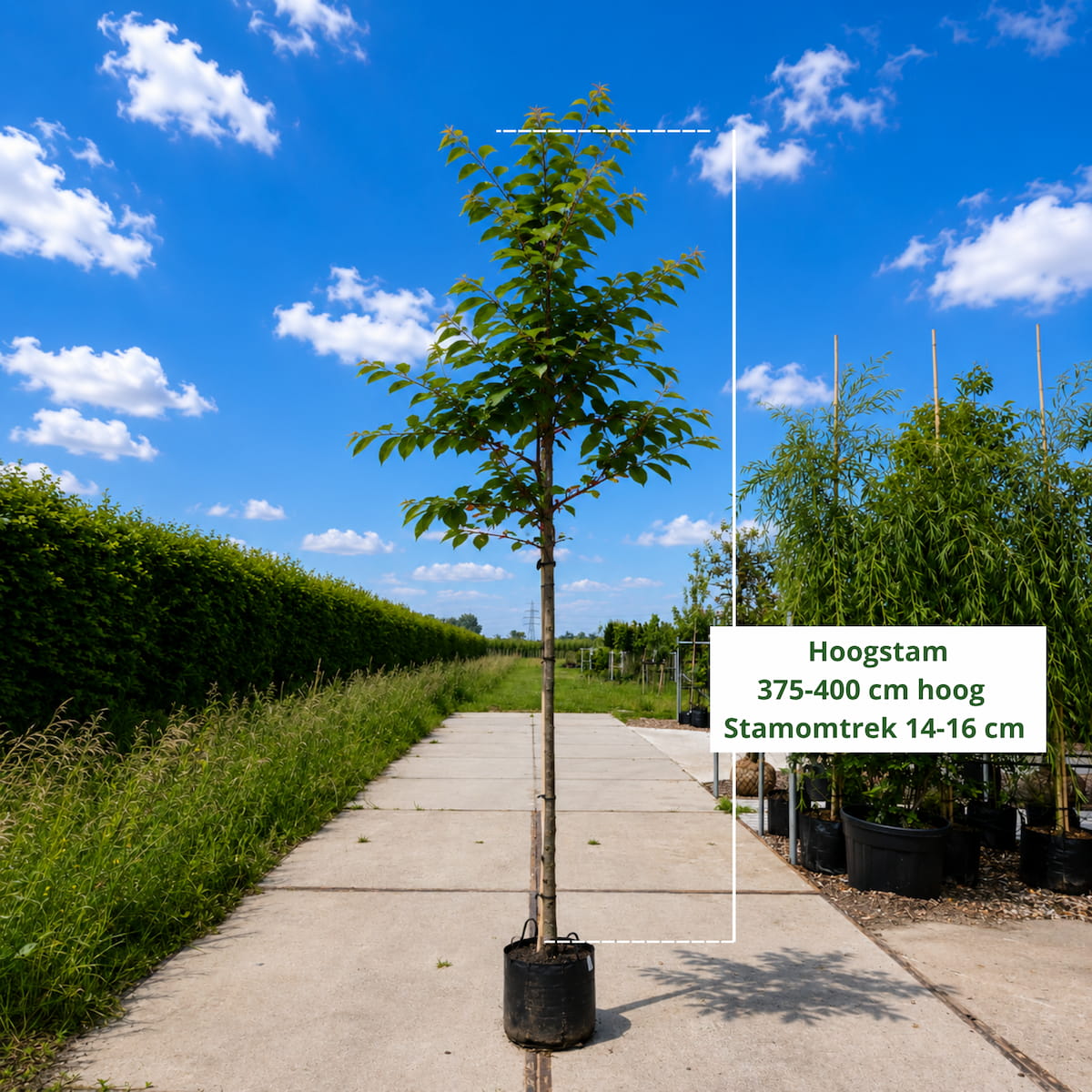 Kersenboom Prunus Bigarreau Burlat (zoet, vroege oogsttijd)