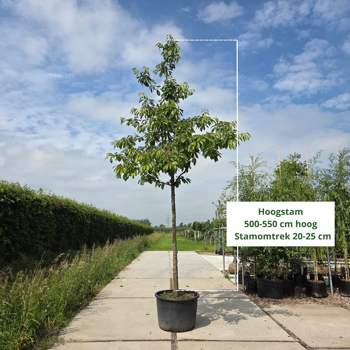 Kersenboom Prunus Regina (zoet)