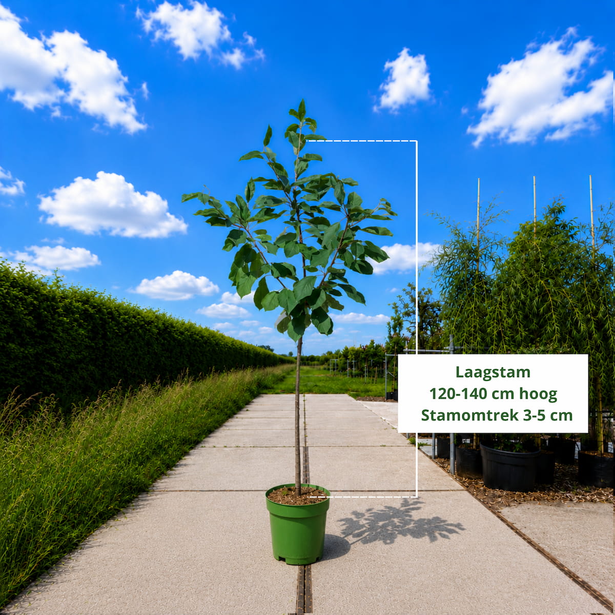Kersenboom Prunus Bigarreau Burlat (zoet, vroege oogsttijd)