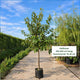 Volwassen kersenboom Regina – 6-8 jaar – zoete kers