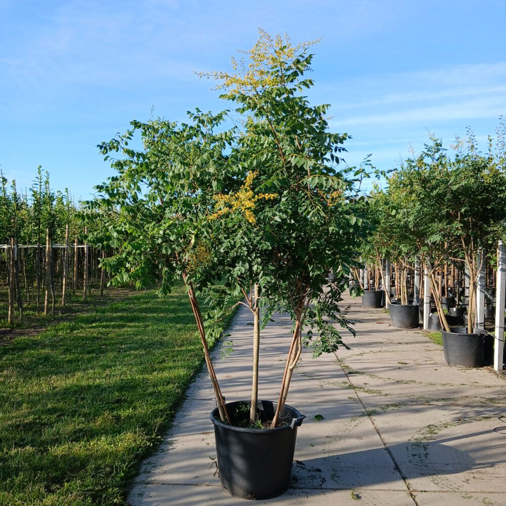 Koelreuteria paniculata meerstammig