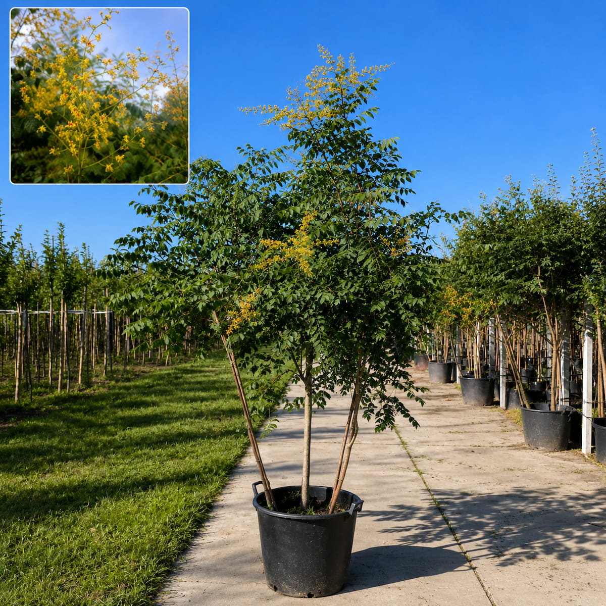 Koelreuteria paniculata meerstammig