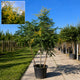 Koelreuteria paniculata meerstammig