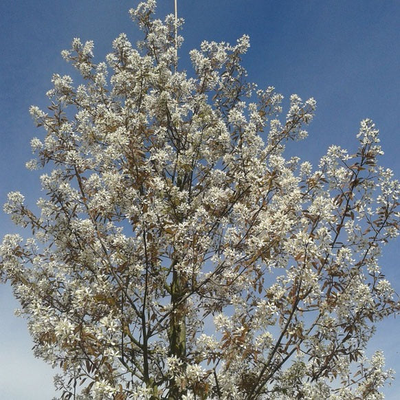 Krentenboom (Amelanchier lamarckii)