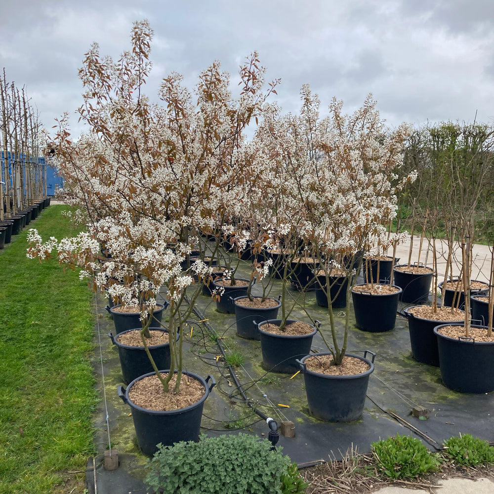 Meerstammige krentenboom (Amelanchier lamarckii)
