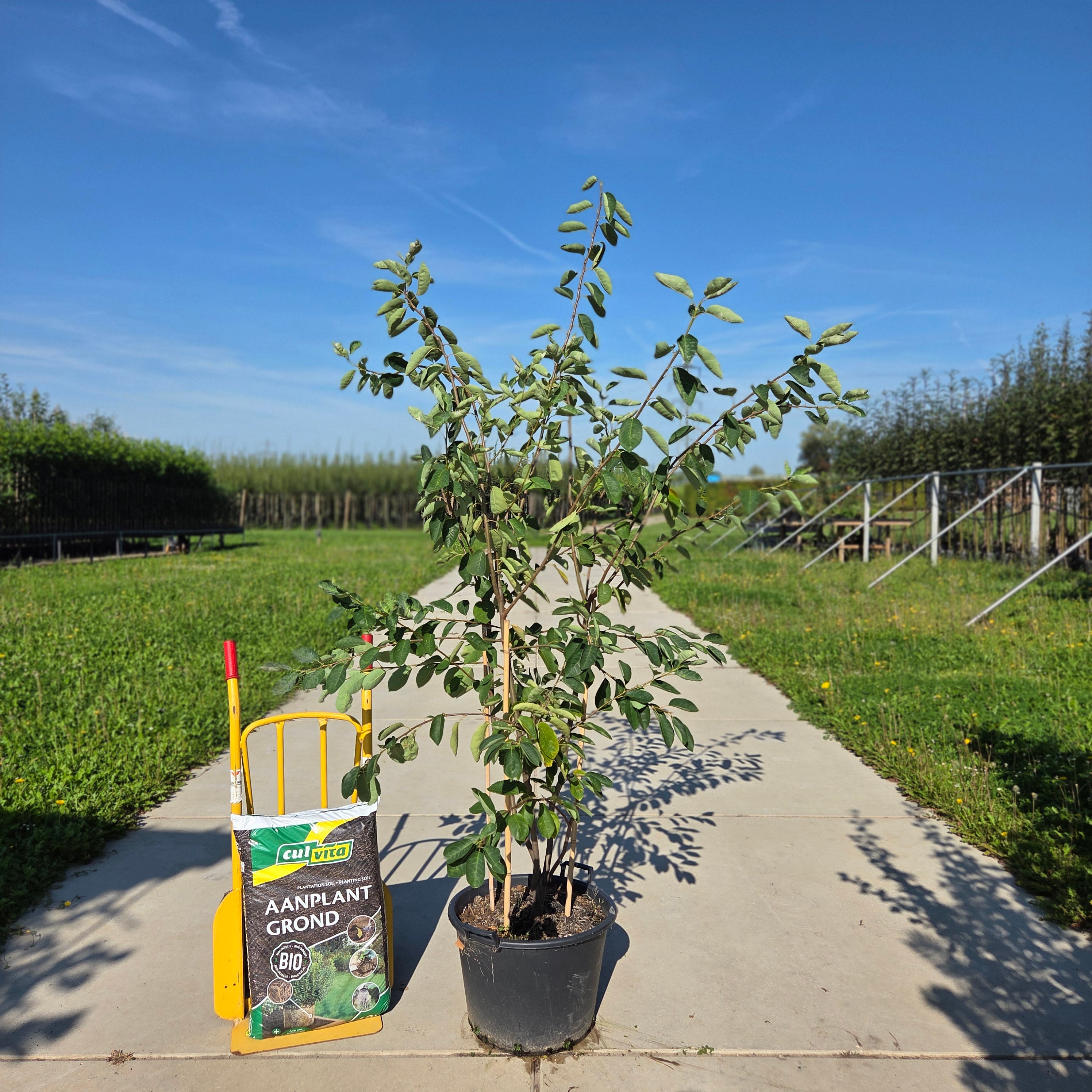 Meerstammige krentenboom (Amelanchier lamarckii)