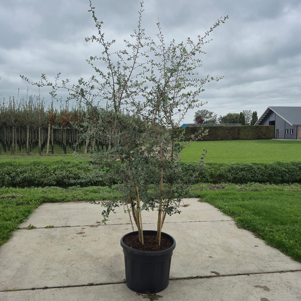Kurkeik meerstammig (Quercus suber)