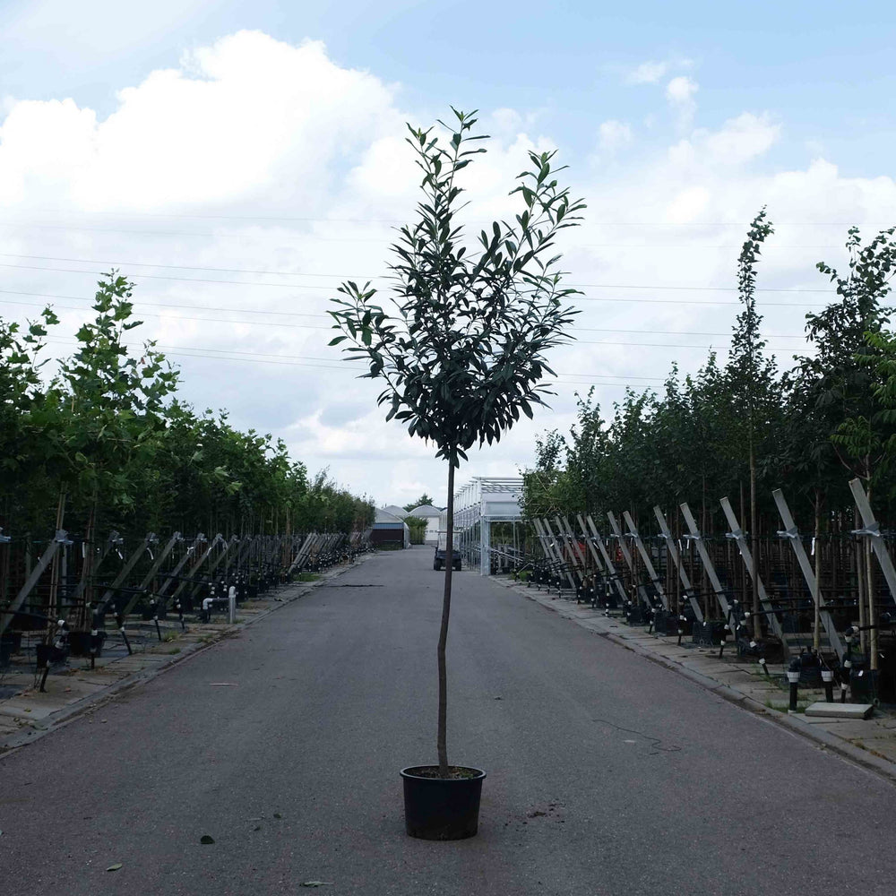 Laurierboom (Prunus Novita)